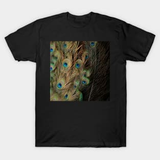 Peacock #1 T-Shirt